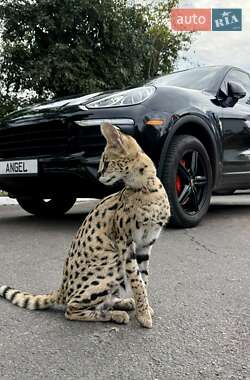 Внедорожник / Кроссовер Porsche Cayenne 2015 в Одессе