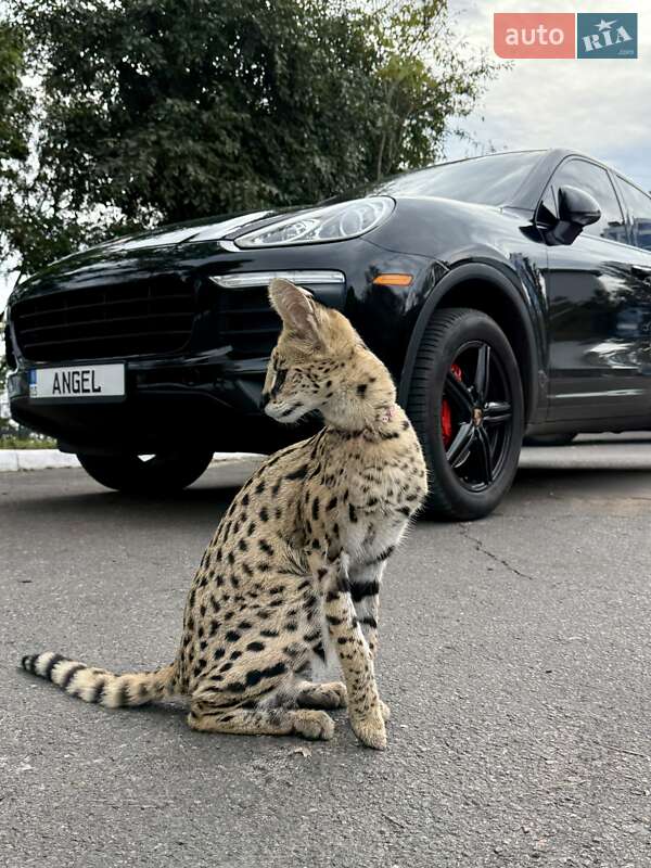 Porsche Cayenne 2015 Porsche Cayenne 2015