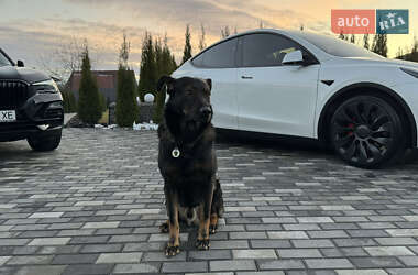 Внедорожник / Кроссовер Tesla Model Y 2022 в Киеве