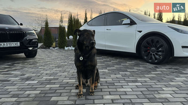 Позашляховик / Кросовер Tesla Model Y 2022 в Києві