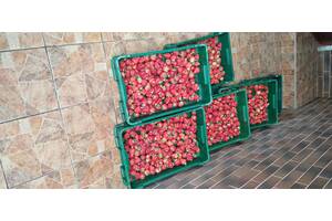 Рассада клубники одесская область. all for home and garden prodam sadzhantsi polunytsi sortu khoney roksana syriya 229260430b. Рассада клубники одесская область фото. Рассада клубники одесская область-all for home and garden prodam sadzhantsi polunytsi sortu khoney roksana syriya 229260430b. картинка Рассада клубники одесская область. картинка all for home and garden prodam sadzhantsi polunytsi sortu khoney roksana syriya 229260430b. Дом и сад » Сад / огород