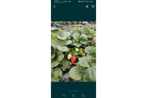 Медвежье ушко саженцы клубники. all for home and garden rassada klubnyky 207415425b. Медвежье ушко саженцы клубники фото. Медвежье ушко саженцы клубники-all for home and garden rassada klubnyky 207415425b. картинка Медвежье ушко саженцы клубники. картинка all for home and garden rassada klubnyky 207415425b. Различные элитные сорта голландской селекции.крупни, сладкие, транспортабельные. ранние: десна, Хоней, румба. Среднеранние: соната, флорета, Эльсанта. Поздние: мальвина, дж.
