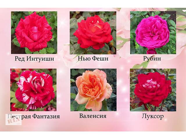 Роза саженцы. Кустовая роза, английская роза, роза спрей