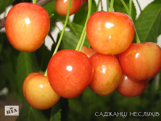 Саженцы черешни 8 сортов, саженцы черешни