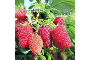 Саженцы малины киевская область. all for home and garden zasukhoustoychyvyy sort malyny gerakl 164001925b. Саженцы малины киевская область фото. Саженцы малины киевская область-all for home and garden zasukhoustoychyvyy sort malyny gerakl 164001925b. картинка Саженцы малины киевская область. картинка all for home and garden zasukhoustoychyvyy sort malyny gerakl 164001925b. Питомник малины Лизгард предлагает рассаду и саженцы самых лучших сортов этого растения. У нас можно купить саженцы малины ремонтантной в Киеве с доставкой по Украине. Мылина это плодово-ягодный полукустарник, произрастающий в просеках, вырубках и на лесных опушках. На сегодняшний день малина пользуется очень высокой популярностью среди садоводов во всем мире. При посадке это растение весьма непритязательно и неприхотливо к особенностям и типу грунта. У садовой малины есть много преимуществ по сравнению с дикорастущей, ведь она является более крупной и ее проще собирать.