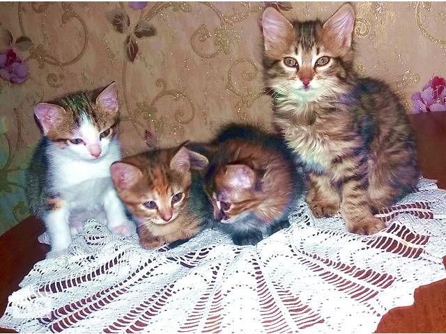 Отдам котят в добрые руки