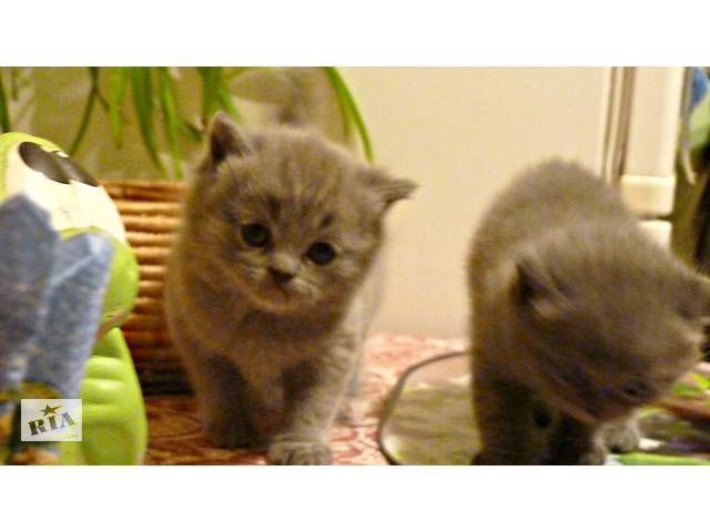 Пром котят