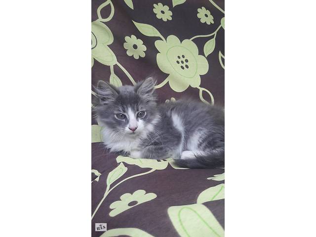 СРОЧНО! Отдам в хорошие руки котенка