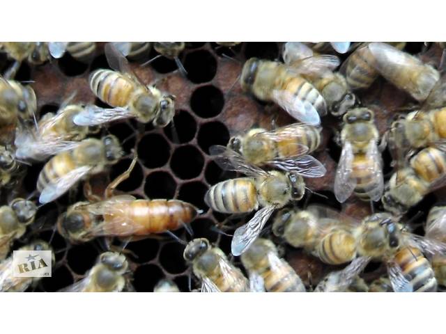  Продам бджолопакети- объявление о продаже  в Ровно