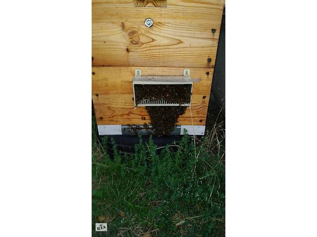 Продам пчелосемьи в Одесской обл. Коминтерновский р-н