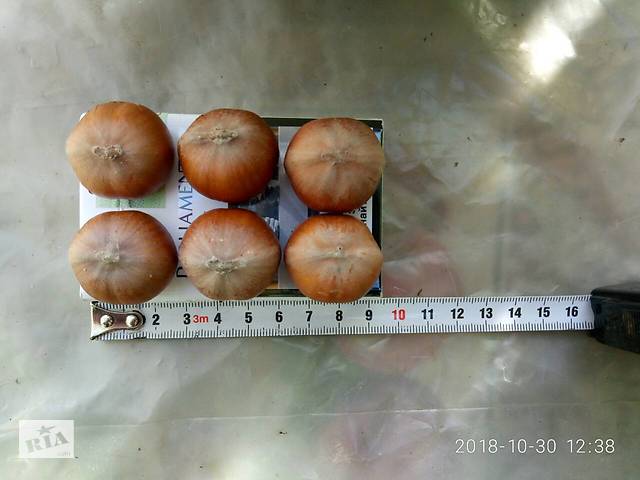 Саженцы фундука Трапезунд