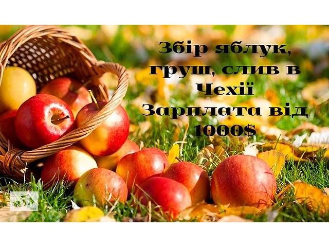 Збір яблук, груш, слив