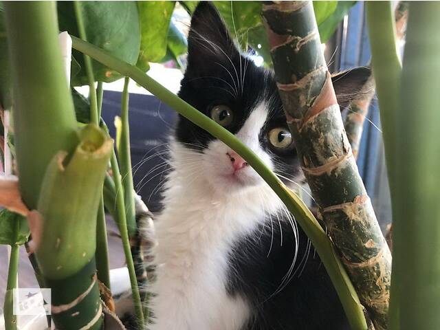 Котёнок в дом.кошачий приют раздаёт милашек-малышек