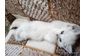 купить бу Породисті кошенята - білі пухнасті грудочки щастя . в Тернополе