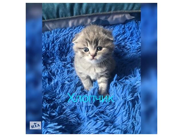 Продам кошенята .
