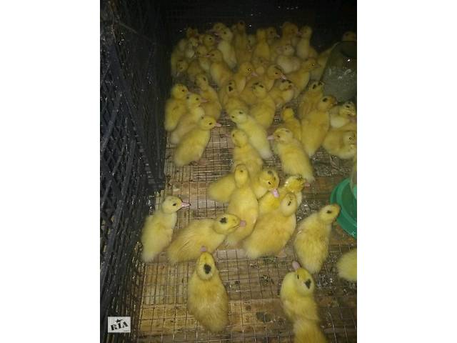 Сельскохозяйственные птицы